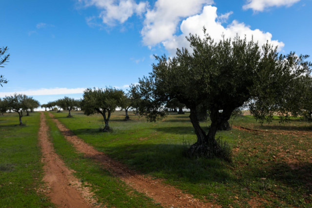 Campo de olivos en las inmediaciones de la localidad de Campo Real