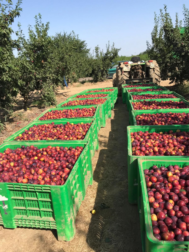 Fruta recien recolectada de los árboles