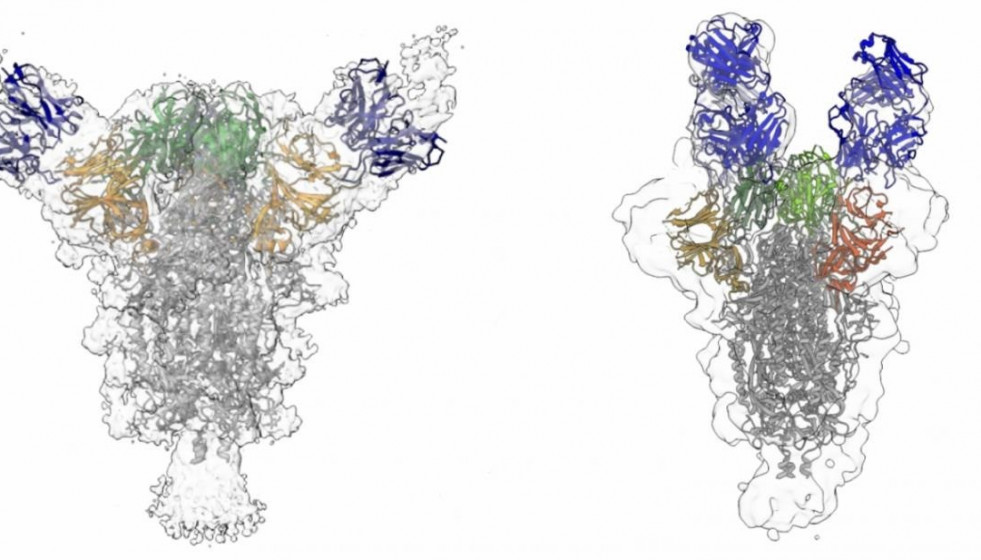 EuropaPress 3246902 reconstrucciones muestran dos anticuerpos diferentes azules unen proteina