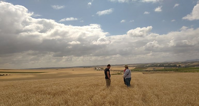 Campo de cereales en Extremadura