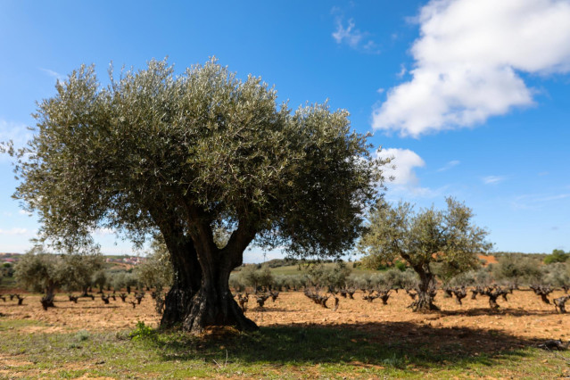 Campo de olivos en las inmediaciones de la localidad de Campo Real, al sureste de Madrid.