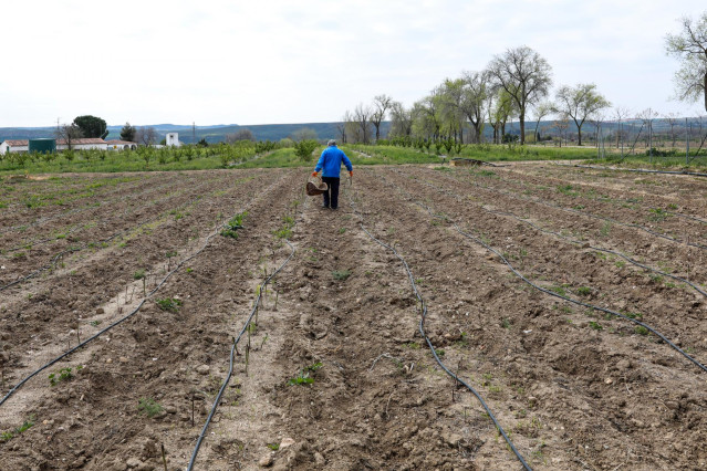 Un agricultor en un campo de Aranjuez del Instituto Madrileño de Investigación y Desarrollo Rural, Agrario y Alimentario (IMIDRA), Centro de Transferencia Tecnológica 