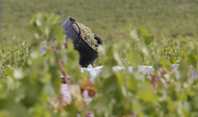 La Junta elabora una guía para prevenir el Covid-19 en las explotaciones agrarias con temporeros