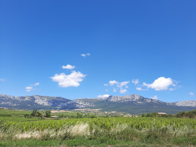 Viñedos en Laguardia, Rioja Alavesa, con la Sierra de Cantabria al fondo
