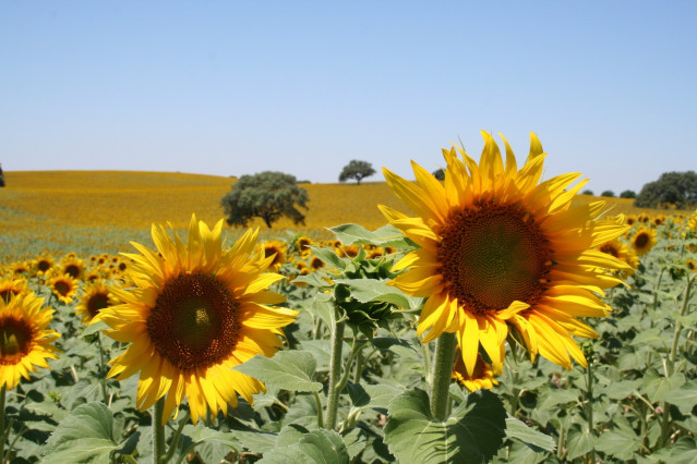 Campo de girasol. Pipa de girasol