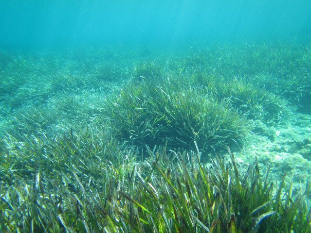 Pradera de posidonia.