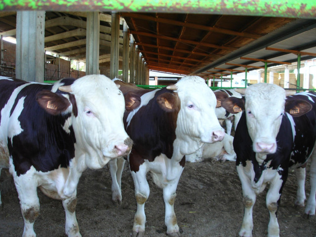 Explotación Bovina