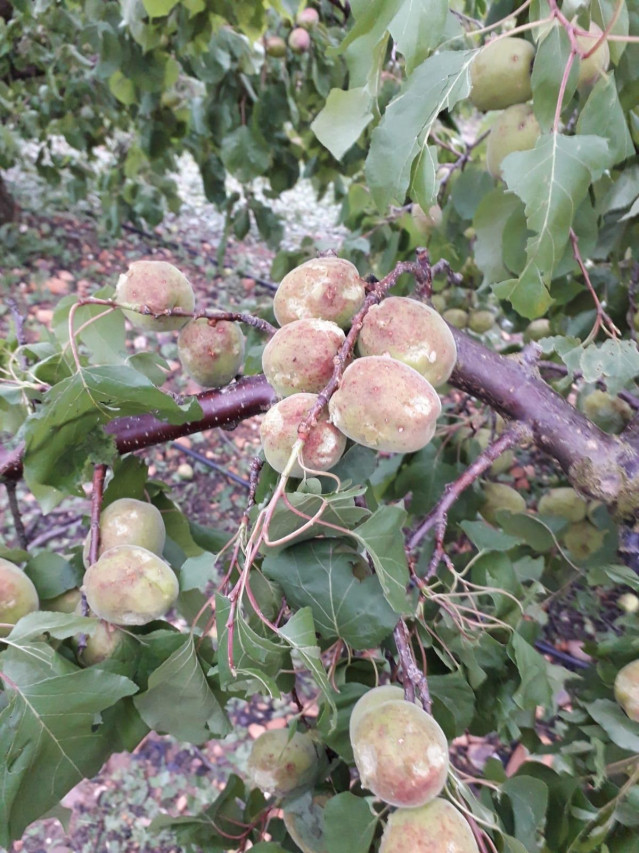 Daños en frutales