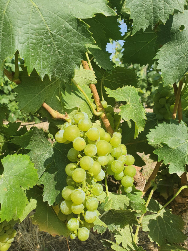 Uva moscatel de Maetierra