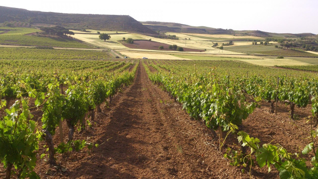 Viñedo Ribera del Duero de Bodegas Torres