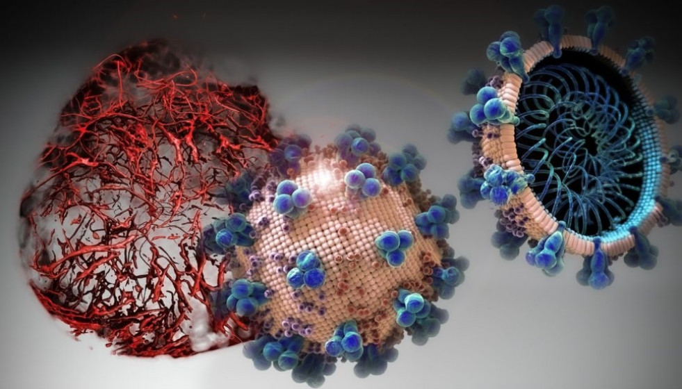 En los cultivos celulares analizados en el presente estudio, el hrsACE2 inhibió la carga de coronavirus por un factor de 1.000-5.000