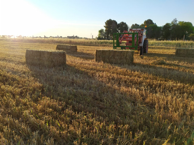 Cereal, campo, agricultura.