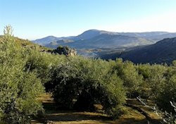 Imagen de un olivar en el municipio de Huelma (Jaén).
