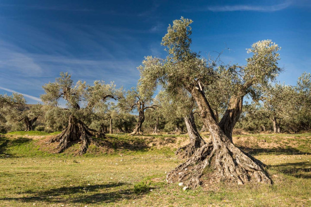 Olivos centenarios en Oliete (Teruel)