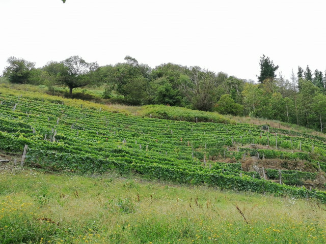 Viñedos