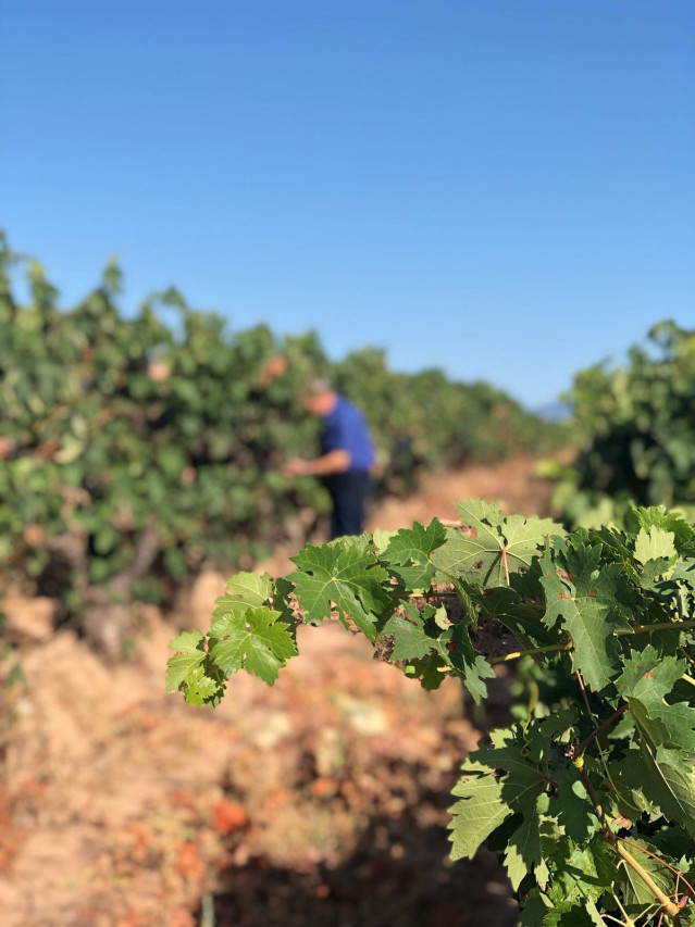 Cs pide a la Comisión y a Planas más flexibilidad en los controles de vinos riojanos de Denominación de Origen