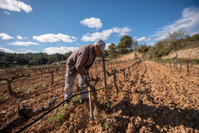Agricultor en viñedo