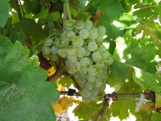 Racimo de uvas.