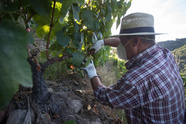 Un vendimiador corta racimos de uvas en el viñedo