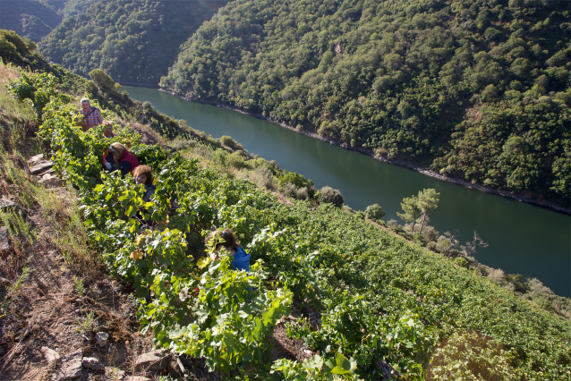 Varios vendimiadores recogen racimos de uvas en el viñedo de la Bodega Algueira de la D.O. Ribeira Sacra de Lugo durante la temporada