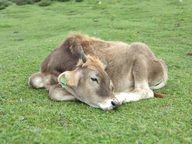 Vacas de la raza asturiana de los valles pastando en el entorno de los Lagos de Covadonga.