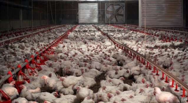 Granja de pollos.
