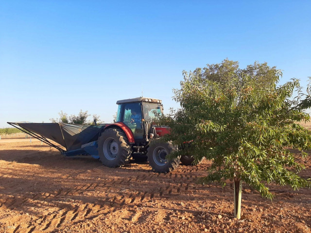 Cultivo de almendra .