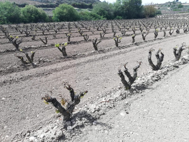 Plantas de vid tras una helada
