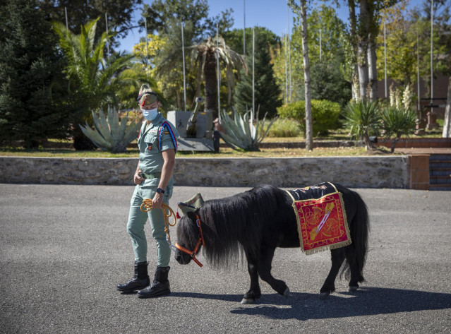 Un soldado pasea al poni de la Legión en el Campamento de Ronda, Málaga, Andalucía, (España). Este 2020 está marcado por el 100 aniversario de la Legión celebrado el pasado 20 de septiembre y por la crisis del Covid-19.