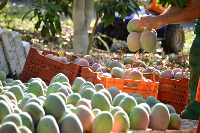 Mangos