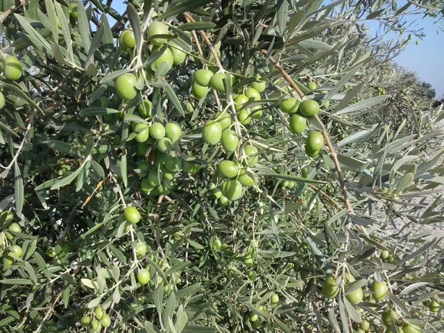 Olivo