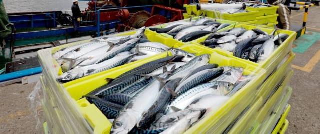 Pescados en la lonja