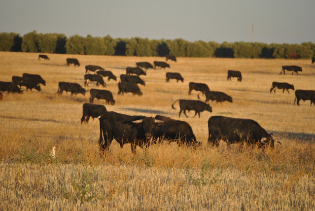 Imagen de archivo de una ganadería de toro de lidia.