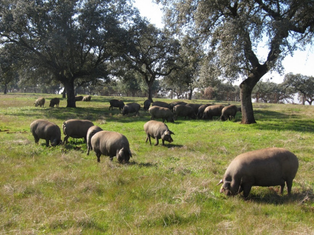 Cerdo ibérico