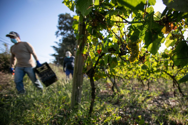 Trabajadores de la Bodega Txabarri recogen uvas durante la vendimia para producir txakoli de Bizkaia, en Zalla, Vizcaya,