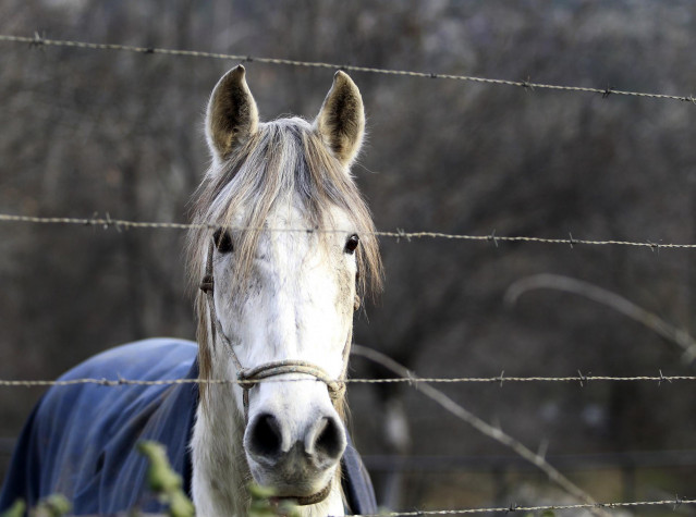 Un caballo en el campo.