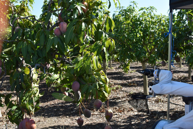 Piloto en la Sociedad Agraria de Transformación Trops de Vélez-Málaga