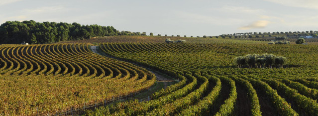 Viñedos