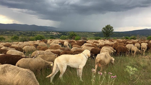 Ganadería