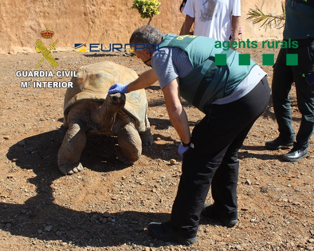 Especia de tortuga detectada por la Guardia Civil en una operación contra el tráfico de reptiles
