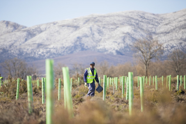 Proyecto de reforestación de la Fundación Repsol