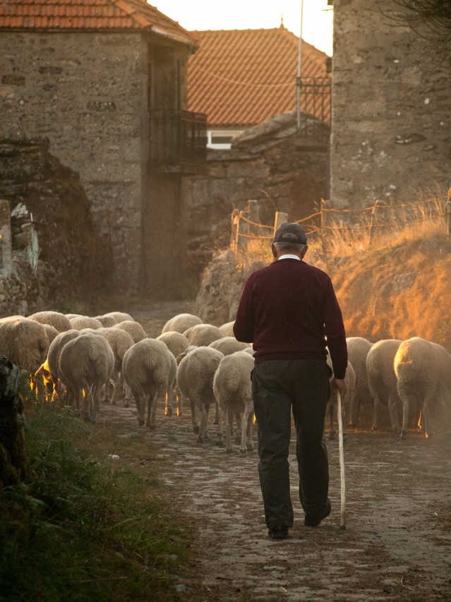 Pastor con sus ovejas
