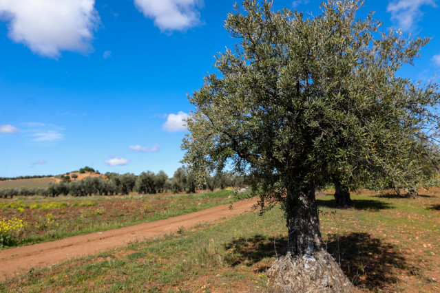 Un olivo en las inmediaciones de la localidad de Campo Real