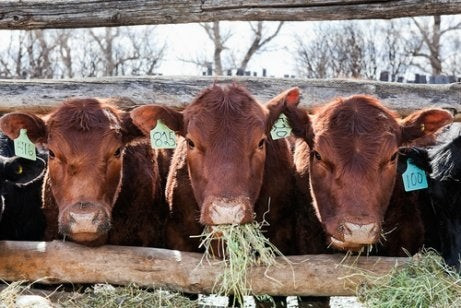 Vacas