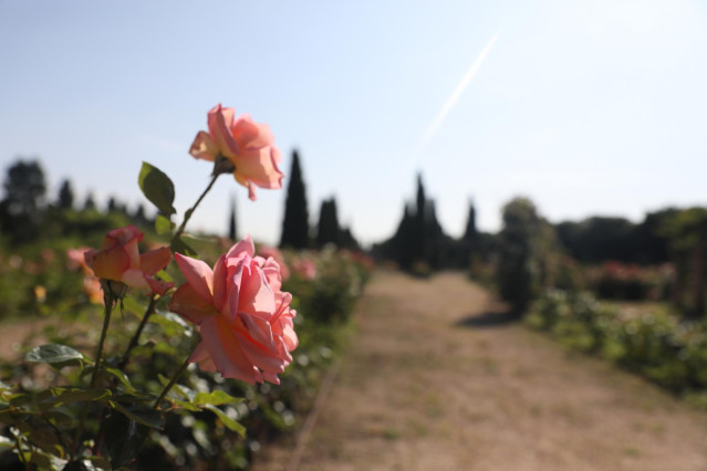 Rosas del Real Jardín Botánico Juan Carlos I de la Universidad de Alcalá
