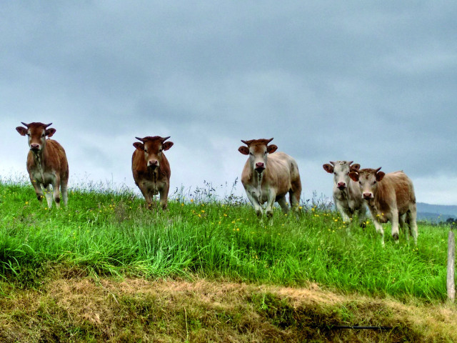 Vacas novillas