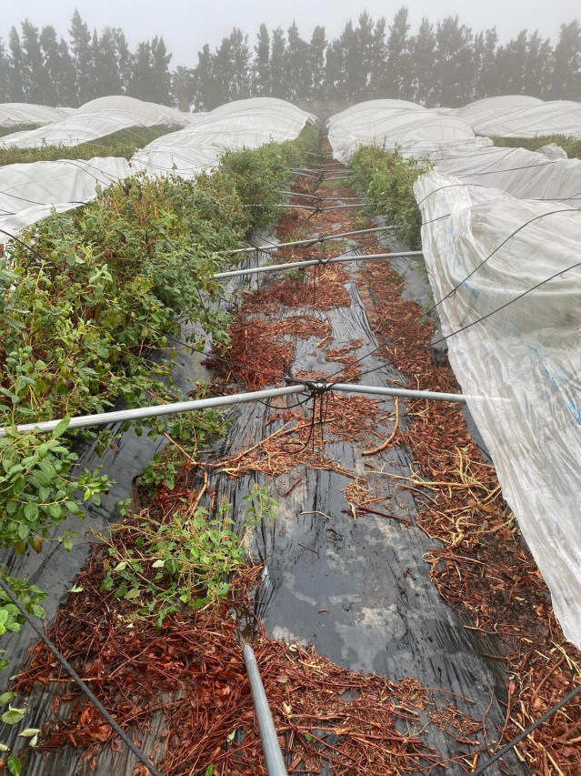 Daños producidos por el temporal en una finca de arándanos.
