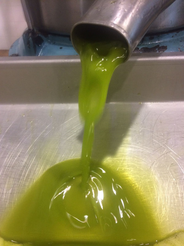Aceite de oliva en almazara