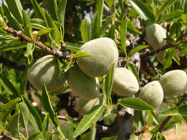 Cosecha de la almendra
