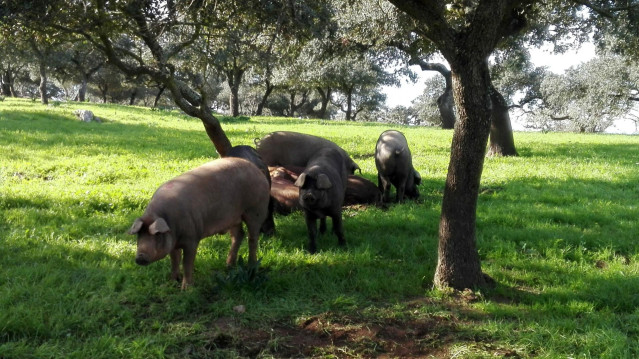 Ejemplares de cerdo ibérico.